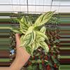 plant/Stachyphrenum repens variegated 4” pot growers choice-2-thumbnail