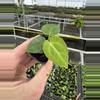plant/Anthurium king of spades starter plant growers choice-3-thumbnail