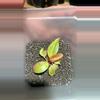 plant/Philodendron pup plant-0-thumbnail