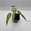 plant/Alocasia Bambino Aurea varigated  0485-0-thumbnail