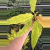 plant/Variegated philodendron golden serratum marble starter plant growers choice-4-thumbnail