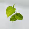 plant/Epipremnum aureum ‘Jessenia’-1-thumbnail