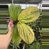 plant/Kaempferia cobra lime 4” pot growers choice-0-thumbnail