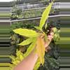 plant/Variegated philodendron golden serratum marble starter plant growers choice-3-thumbnail