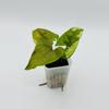 plant/Syngonium podophyllum ‘Brown Lava’-0-thumbnail