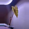 plant/✨Alocasia Sanderiana Aurea✨-2-thumbnail