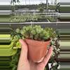 plant/Euphorbia Monstrose 4” pot growers choice-6-thumbnail