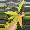 plant/Variegated philodendron golden serratum marble starter plant growers choice-2-thumbnail