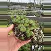 plant/Euphorbia Monstrose 4” pot growers choice-2-thumbnail