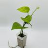 plant/Epipremnum aureum ‘Jessenia’-0-thumbnail