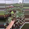 plant/Alocasia shock treatment 4” pot growers choice-3-thumbnail