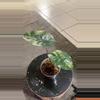plant/Alocasia Yucatán princess variegated-0-thumbnail