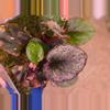 plant/Begonia No ID-4-thumbnail