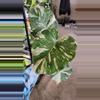 plant/Monstera Thai Con-0-thumbnail