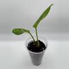 plant/Aglaonema Anyamanee Tricolor 0490-2-thumbnail