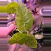 plant/Alocasia Gageana Aurea Pups-0-thumbnail