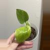 plant/Monstera Mint-0-thumbnail