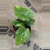 plant/Alocasia Gageana Aurea-4-thumbnail
