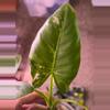 plant/Varigated No ID Alocasia-1-thumbnail