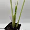 plant/Alocasia Macrorrhiza variegated 0489-2-thumbnail
