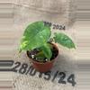 plant/Alocasia Gageana Aurea-1-thumbnail