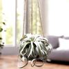plant/Air plant display medium Tillandsia Xerographica with coconut hanger-0-thumbnail