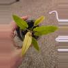 plant/Alocasia Lauterbachiana Mint-0-thumbnail