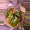 plant/Begonia Pavonina-0-thumbnail