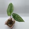 plant/Alocasia Scalprum Mint 0486-0-thumbnail