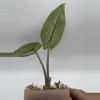 plant/Alocasia Scalprum Mint 0486-1-thumbnail