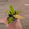 plant/Alocasia Lauterbachiana Mint-1-thumbnail
