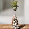 plant/Air plant display conus shell with Tillandsia Ionantha  Rubra-0-thumbnail