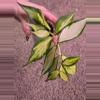 plant/Hoya Polyneura Varigated-0-thumbnail