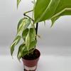 plant/Philodendron Cream Splash 0491-1-thumbnail