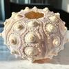 plant/Large Sputnik urchin shell great for air plant display-0-thumbnail