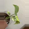 plant/Monstera Mint-1-thumbnail