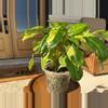 plant/Philodendron Burle Marx Mint-7-thumbnail