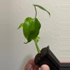 plant/Monstera Yellow Marilyn-1-thumbnail
