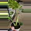 plant/Monstera Thai Con-2-thumbnail