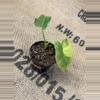 plant/Alocasia Gageana Aurea-1-thumbnail