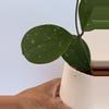 plant/Hoya Obavata splash cutting-2-thumbnail