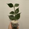 plant/Polyneura Broget Silver 3 nodes-1-thumbnail