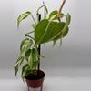 plant/Philodendron Cream Splash 0491-2-thumbnail