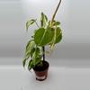 plant/Philodendron Cream Splash 0491-0-thumbnail