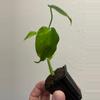plant/Monstera Yellow Marilyn-4-thumbnail