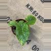 plant/Alocasia Gageana Aurea-3-thumbnail