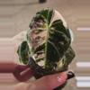 plant/Alocasia Pink Black Velvet-0-thumbnail