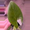 plant/Varigated No ID Alocasia-3-thumbnail
