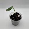 plant/Anthurium Michelle x Sargent Duke (variegated Indo Forgetti) 0488-1-thumbnail