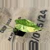 plant/Alocasia Gageana Aurea-1-thumbnail